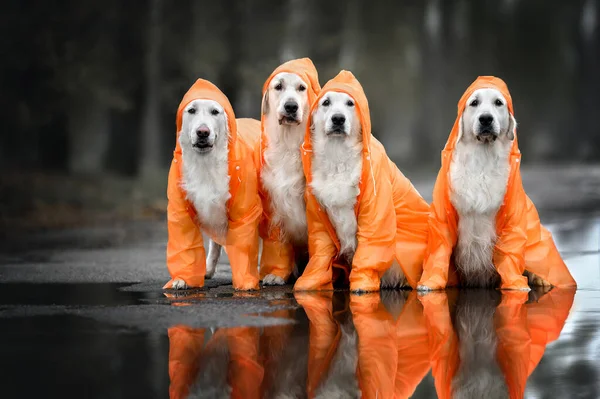 四只金黄色猎犬 身穿橙色雨衣 站在水坑前 在秋天的天气图前摆姿势 — 图库照片