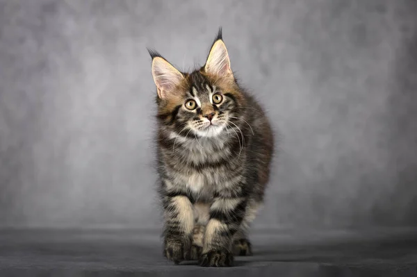 Beautiful Tabby Maine Coon Kitten Portrait Grey Studio Background — Stock Photo, Image