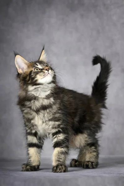 站在灰色画室背景上的漂亮的小栗子猫 — 图库照片