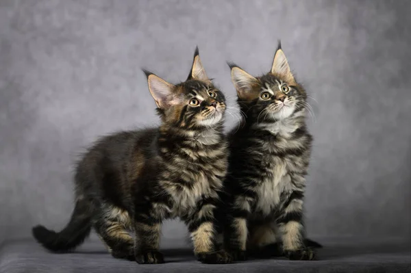 Dos Adorable Maine Coon Gatitos Posando Juntos Sobre Gris Fondo —  Fotos de Stock