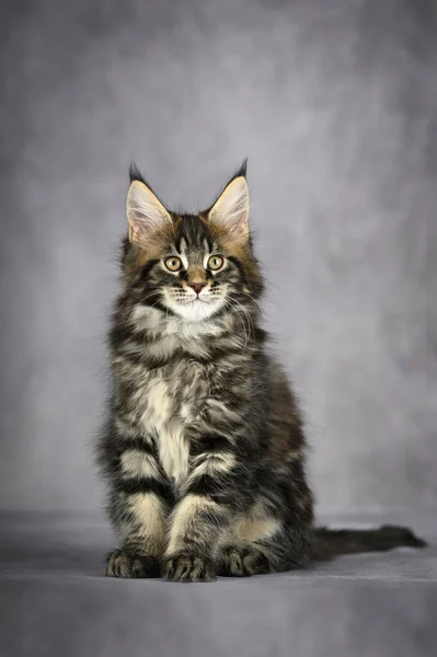 Tabby Maine Coon Kotě Sedí Šedém Pozadí Studia — Stock fotografie