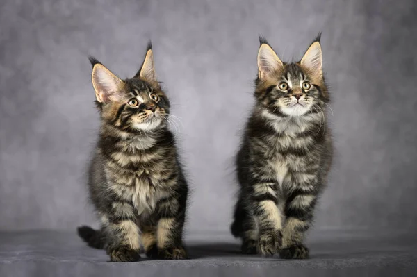 Två Tabby Maine Coon Kattungar Poserar Tillsammans Grå Bakgrund — Stockfoto