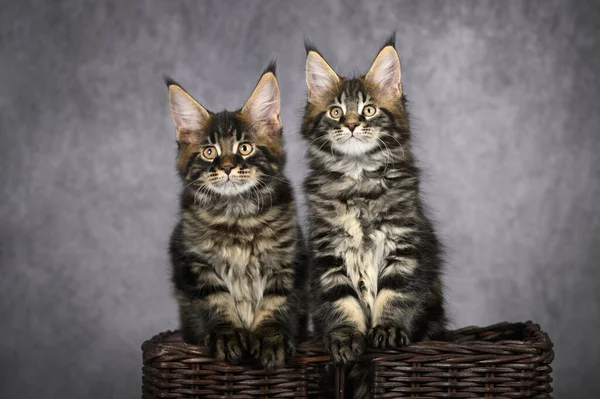 กแมวทาบ ไมน สองต โพสในตะกร าบนพ นหล เทา — ภาพถ่ายสต็อก