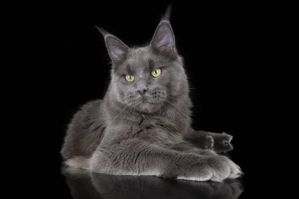 Красивая Большая Кошка Кошка Лежащая Чёрном Фоне — стоковое фото