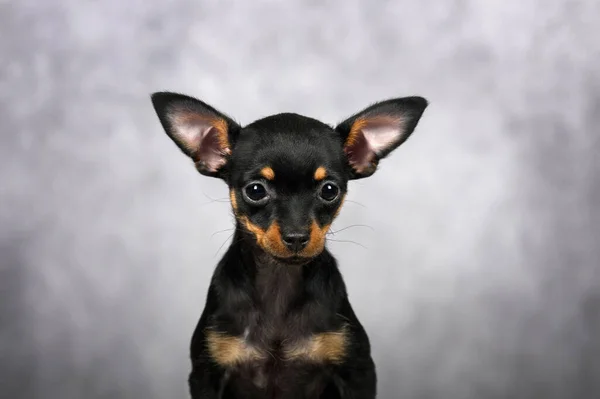 Funny Portrait Russkiy Toy Dog Big Ears Studio — Stock Photo, Image