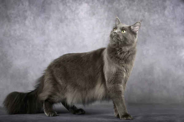 Beautiful Grey Maine Coon Cat Standing Grey Studio Background — Stock Photo, Image