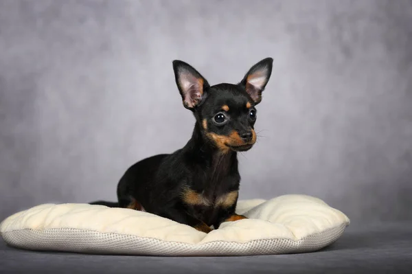 Rysskiy Oyuncak Köpek Yumuşak Yastığa Uzanmış Stüdyo Fotoğrafı — Stok fotoğraf