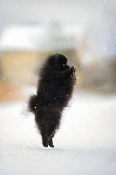 Glücklicher Pommerscher Spitzhund Bettelt Draußen Schnee — Stockfoto