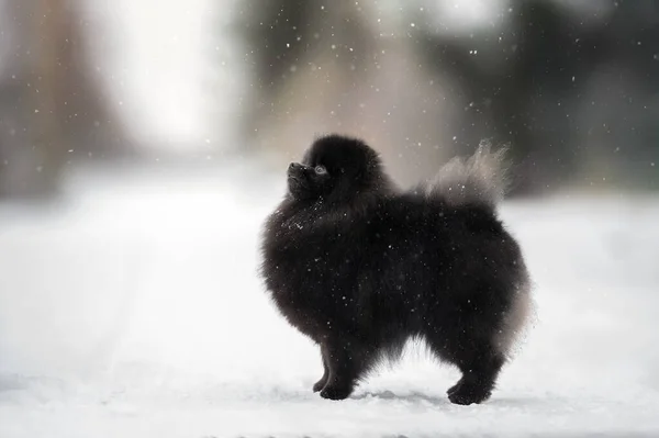 Μαύρο Pomeranian Spitz Σκυλί Στέκεται Εξωτερικούς Χώρους Στο Χιόνι — Φωτογραφία Αρχείου