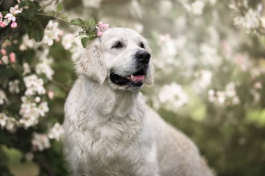 Golden Retriever köpek portresi. Kapıları kapatın.