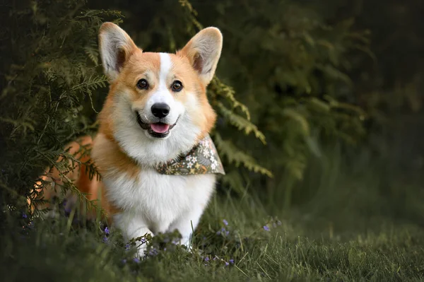 Щасливий Молодий Коргі Собака Сидить Відкритому Повітрі Влітку — стокове фото
