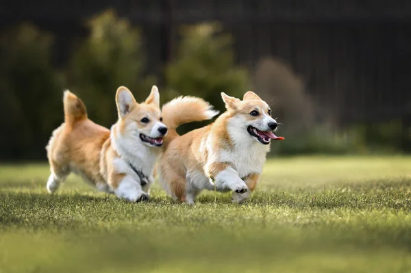 Dwa Szczęśliwe Corgi Psy Bawiące Się Trawie Lecie — Zdjęcie stockowe
