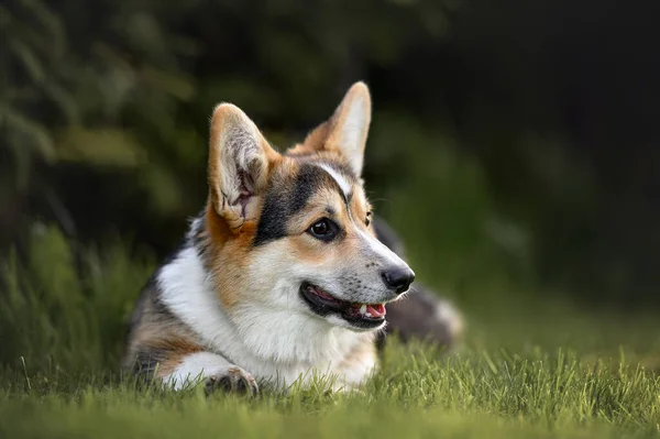 Tricolor Corgi Puppy Liggend Gras — Stockfoto