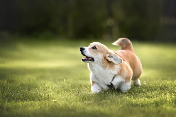 Schattige Corgi Puppy Lopen Gras Zoek Omhoog — Stockfoto