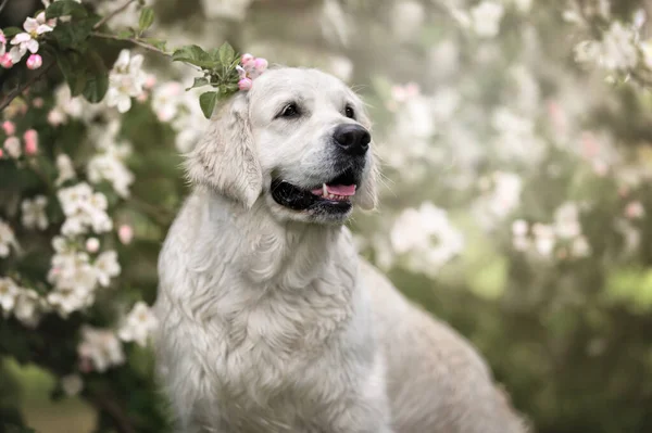 快乐的金毛猎犬肖像画在户外近距离拍摄 — 图库照片