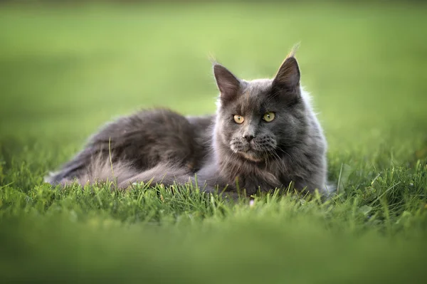 Junge Maine Coon Katze Legt Sich Sommer Ins Gras — Stockfoto