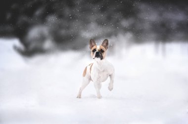 Tatlı kırmızı ve beyaz Fransız buldog karda dışarıda duruyor.