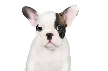 white french bulldog puppy portrait on white background