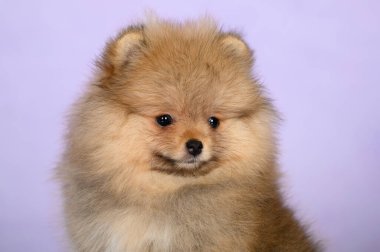 red pomeranian spitz puppy portrait on purple background