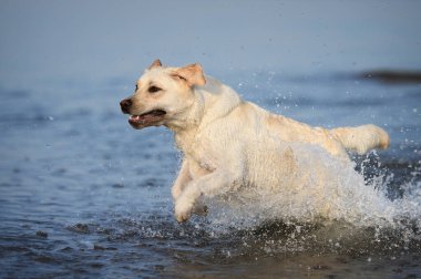 labrador dog running in the sea