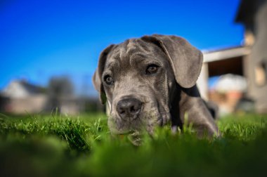 funny close up portrait of cane corso puppy lying down on grass