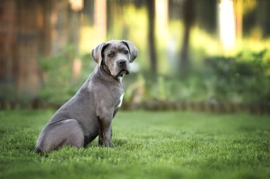 grey cane corso dog sitting on grass in summer