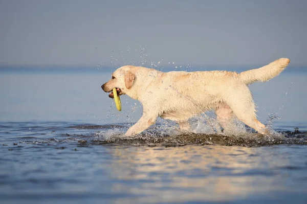 Labrador Dog Carrying Rubber Toy Mouth Sea — Stock Photo, Image