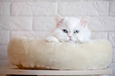 Mavi gözlü beyaz kedi yumuşak bir evcil hayvan yatağında dinleniyor.
