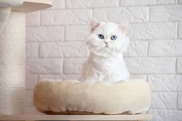 Beyaz Traşlı Kedi Yumuşak Bir Evcil Hayvan Yatağında Oturuyor — Stok fotoğraf
