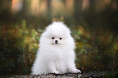 Beyaz Pomeranya köpek yavrusu ormanda poz veriyor