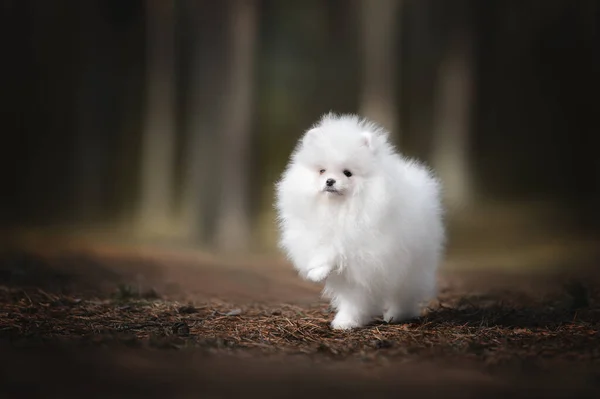 Bonito Pomeranian Spitz Filhote Cachorro Floresta Com Pata Levantada — Fotografia de Stock