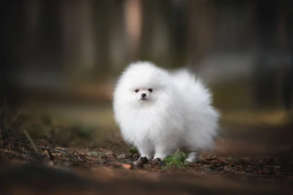 Λευκό Pomeranian Spitz Κουτάβι Στέκεται Στο Δάσος — Φωτογραφία Αρχείου