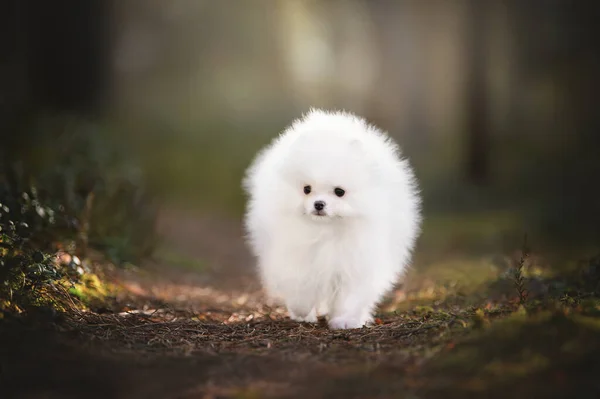 Blanco Pomeranian Spitz Cachorro Caminar Bosque — Foto de Stock