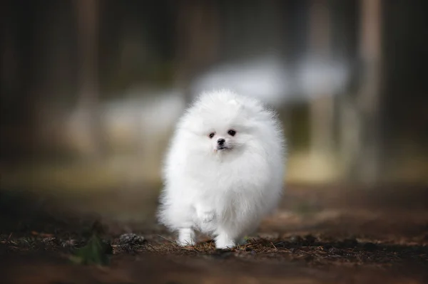 Blanco Esponjoso Pomeranian Spitz Cachorro Posando Bosque —  Fotos de Stock