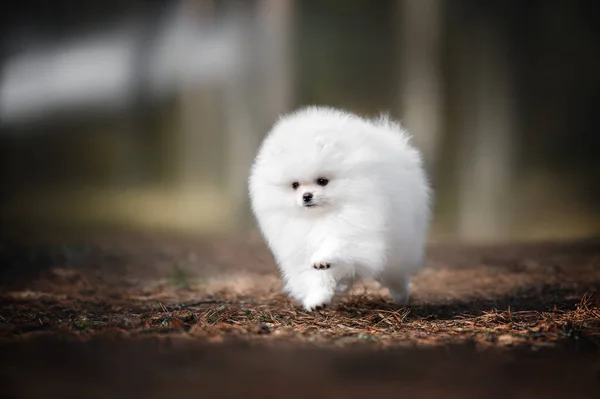 Blanco Pomeranian Spitz Cachorro Corriendo Aire Libre Bosque —  Fotos de Stock