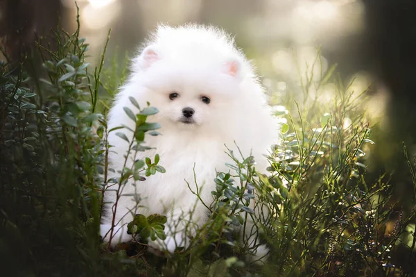 Witte Pomeranian Spitz Poseren Gras Het Bos Het Voorjaar — Stockfoto