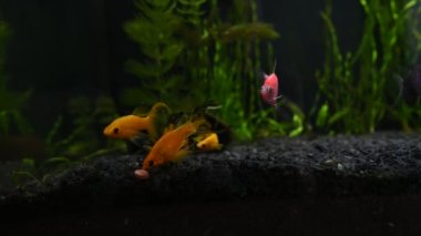 Tatlı su akvaryumunda Molly Fish 'in beslenme saati, tablet beslemesi videoyu kapatıyor
