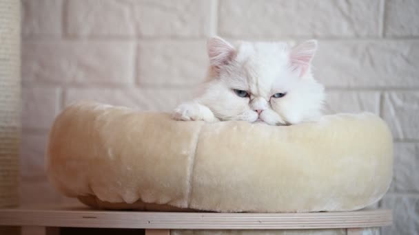 Weiße Katze Mit Blauen Augen Ruht Einem Weichen Tierbett — Stockvideo