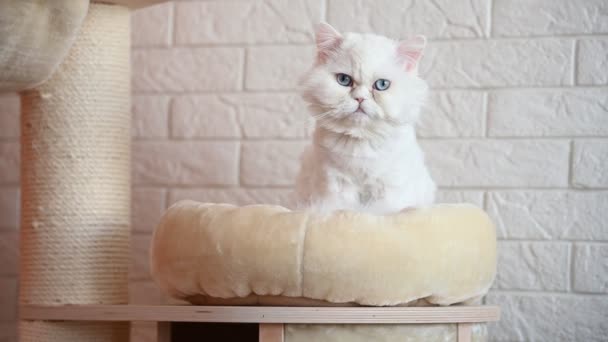 一只蓝眼睛的白猫坐在屋里的宠物床上 — 图库视频影像