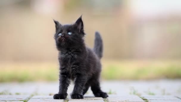 Schwarze Maine Coon Kätzchen Zum Ersten Mal Freien — Stockvideo