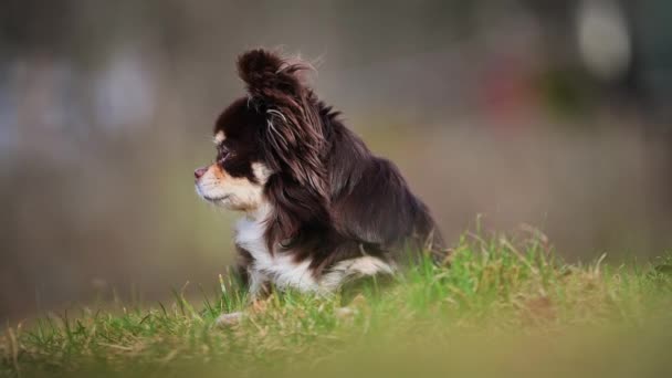 茶色いチワワ犬が公園の芝生の上に寝そべって — ストック動画