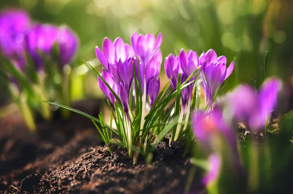 Stock image close up of beautiful crocus flowers in spring