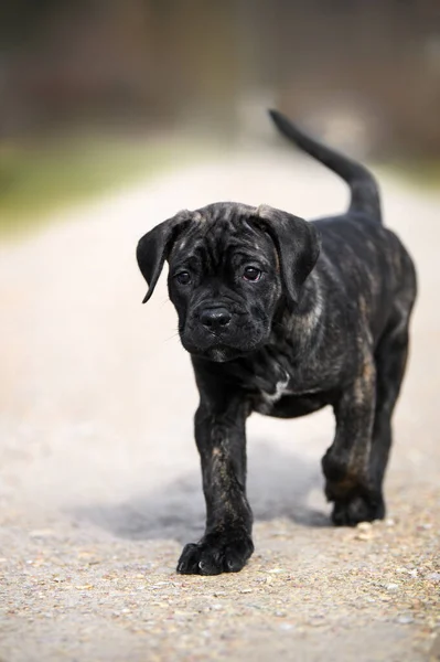 Schattig Nieuwsgierig Riet Corso Puppy Wandelen Buiten — Stockfoto