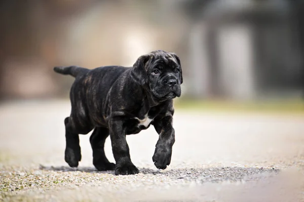 Cane Corso Puppy Walking Outdoors Close — Stock Photo, Image