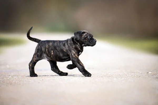 Schattig Riet Corso Puppy Lopen Buiten Voor Eerste Keer — Stockfoto