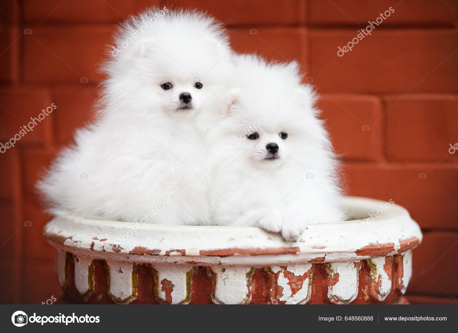 Pomerania Cachorros en venta | MundoAnimalia, image size:1600x1164