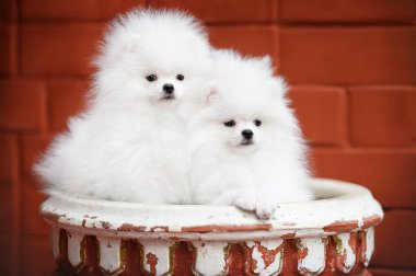Kırmızı tuğla duvarın önünde poz veren iki beyaz Pomeranya köpeği.