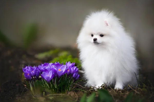 Biały Pomeranian Spitz Szczeniak Pozowanie Kwiatów Krokusa Zewnątrz Wiosną — Zdjęcie stockowe