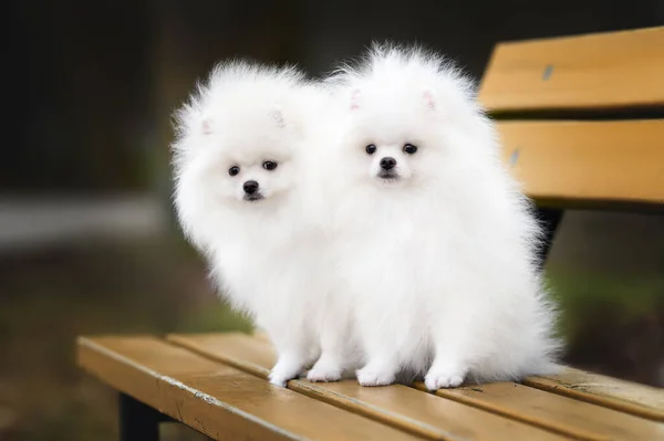 Dwa Białe Pomeranian Szczeniaki Spitz Siedzi Ławce Razem Zewnątrz — Zdjęcie stockowe