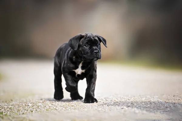 Baston Corso Köpek Dışarıda Çakılların Üzerinde Yürüyor — Stok fotoğraf